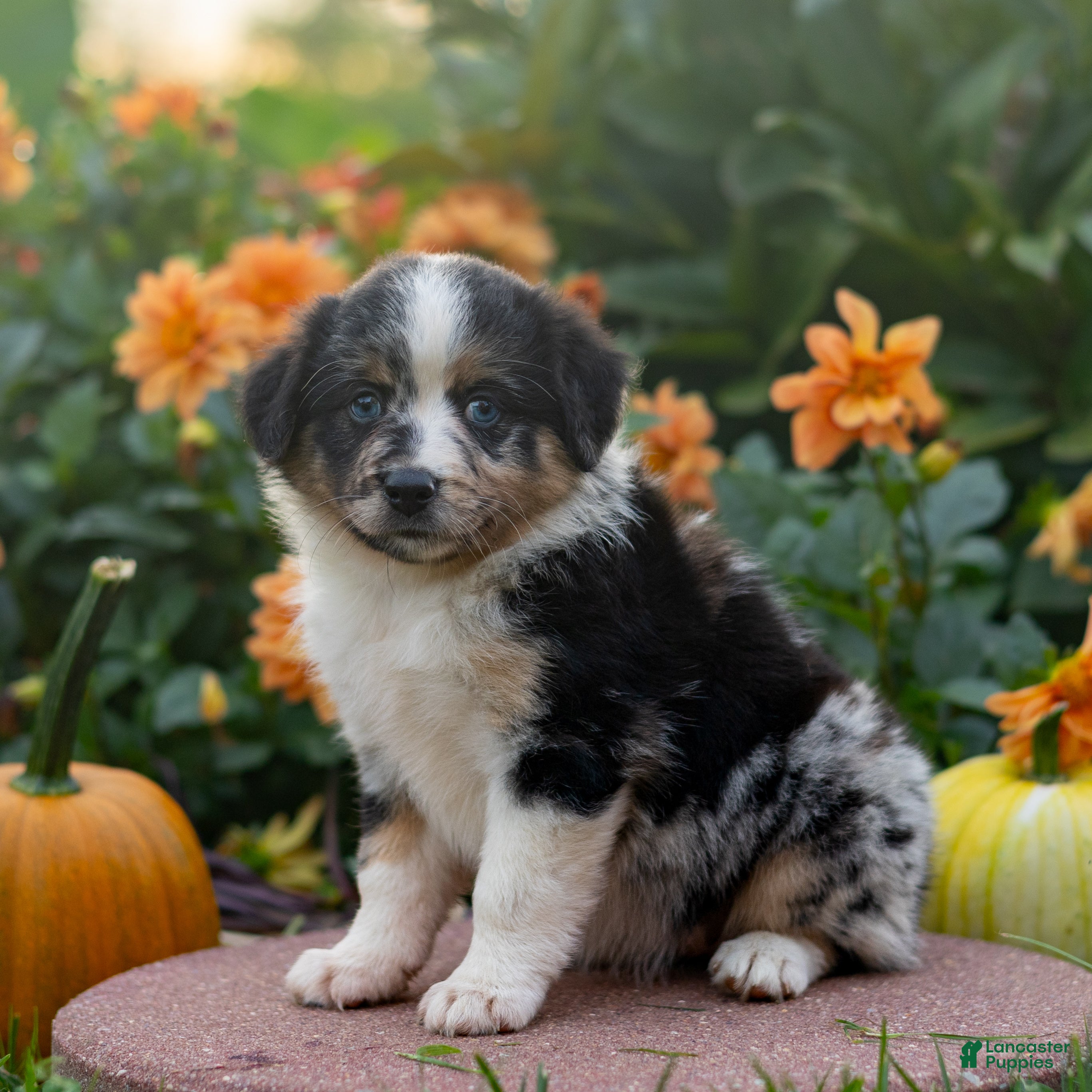 Miniature Australian Shepherd dogs Kendra - Ad 1