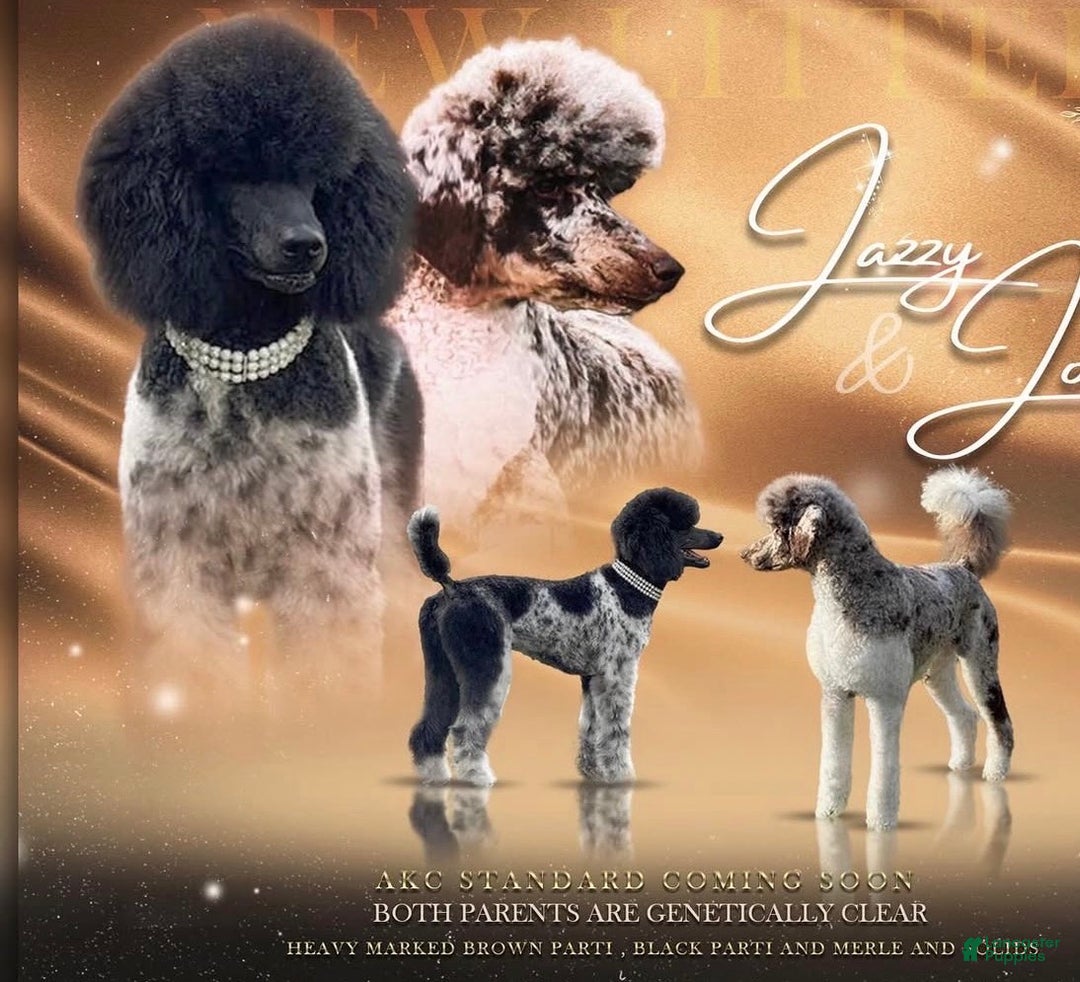 Standard Poodle dogs for sale: Whiskey AKC - Ad 5