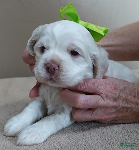 Cocker Spaniel dogs Bobo  - Ad 5