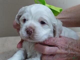 Cocker Spaniel dogs Bobo - Ad 4