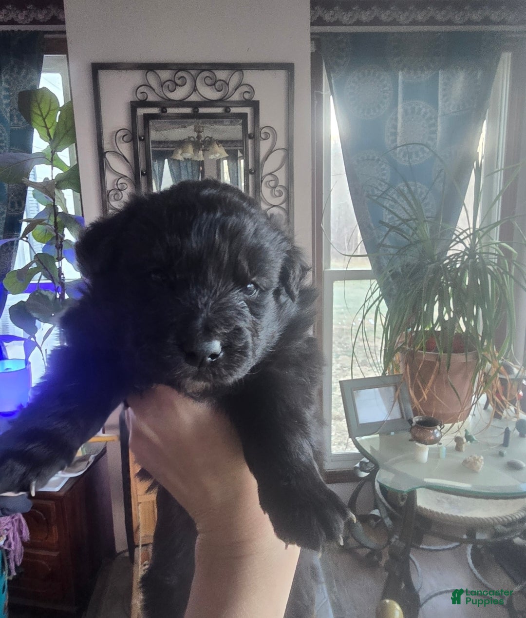 Mixed Breed dogs Stardust - Ad 38