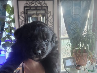 Mixed Breed dogs Stardust - Ad 1