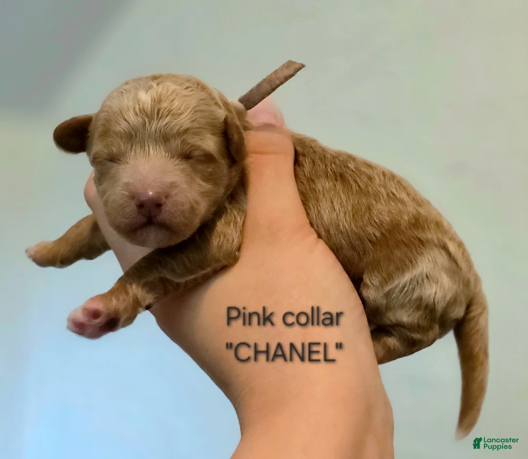 Mini Goldendoodle dogs for sale: Chanel  - Ad 1