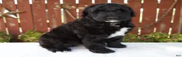 Giant Schnoodle dogs for sale: Melody - Ad 6