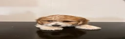 Mixed Breed dogs for sale: Colton - Ad 5