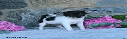 Chihuahua dogs for sale: Spotty - Ad 2
