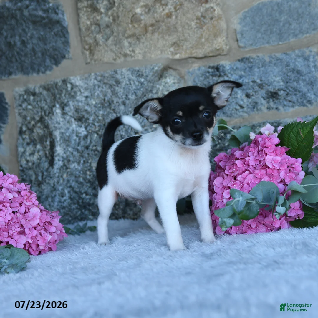 Chihuahua dogs for sale: Spotty - Ad 2