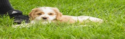 Cocker Spaniel dogs for sale: Cooper  - Ad 3