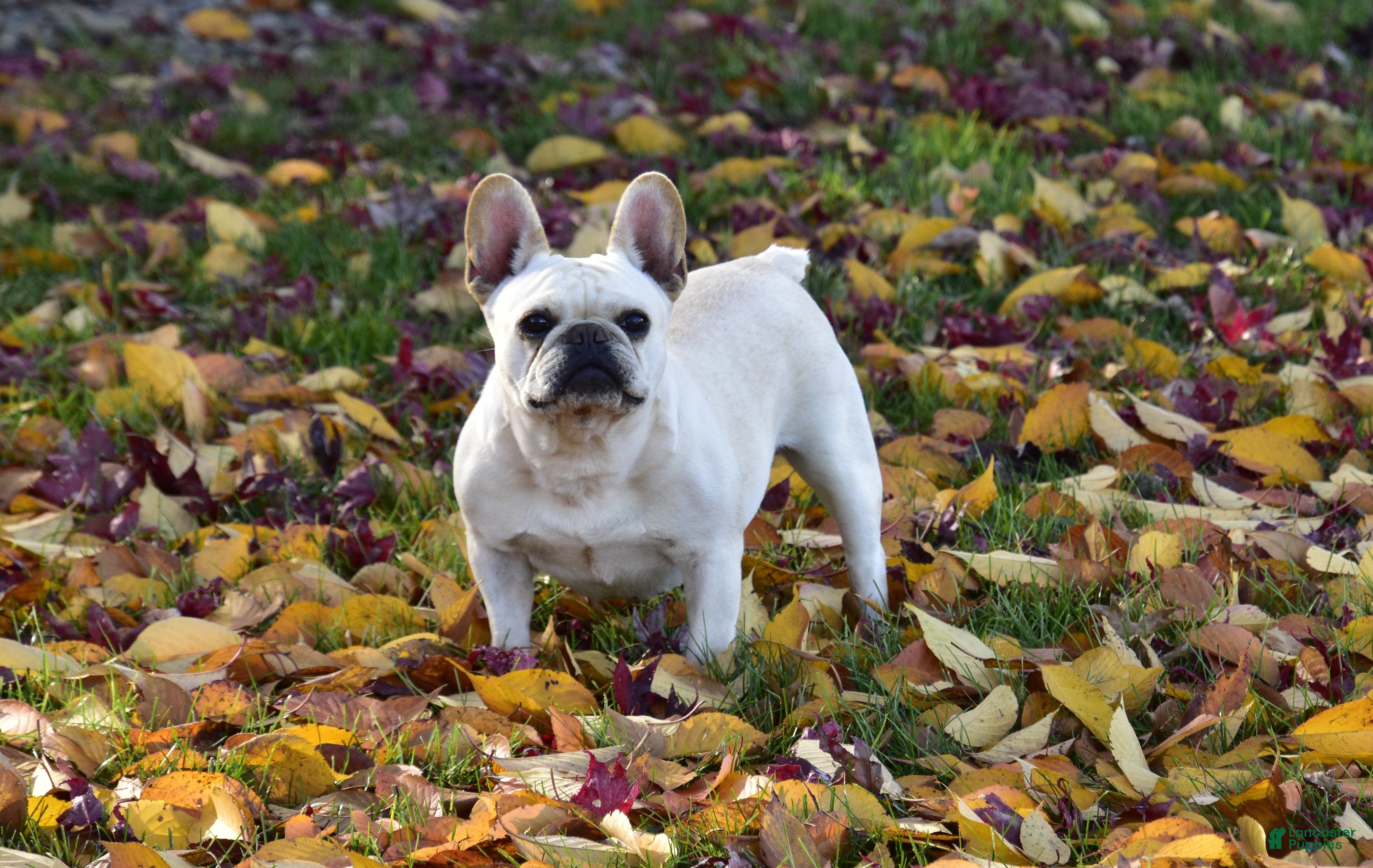 French Bulldog dogs Chloe - Ad 3