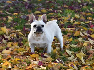 French Bulldog dogs Chloe - Ad 3
