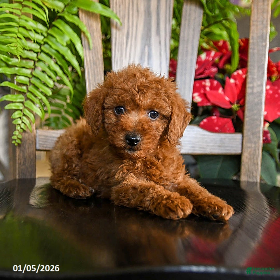Toy Poodle dogs for sale: Warrior - Ad 3