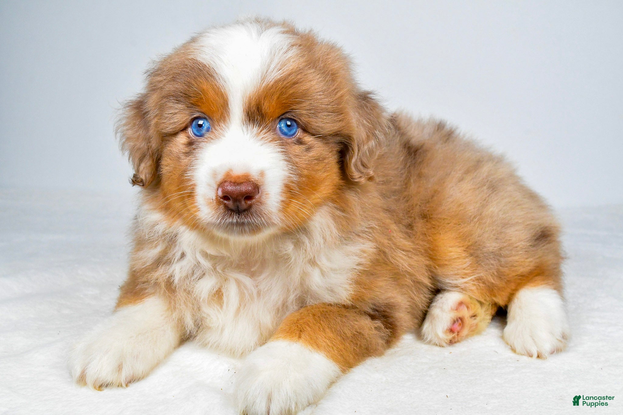 Miniature Australian Shepherd dogs Paris - Ad 1