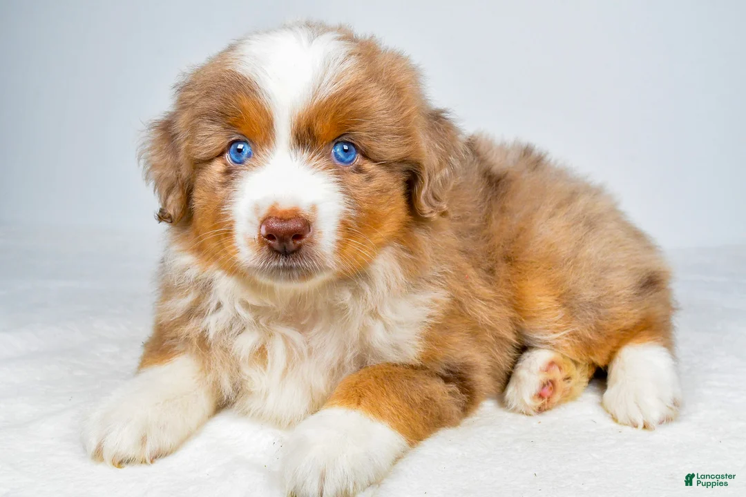 Miniature Australian Shepherd dogs for sale: Paris - Ad 1