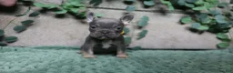 French Bulldog dogs for sale: Mr. Man  - Ad 6