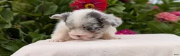 French Bulldog dogs for sale: Scout - Ad 6