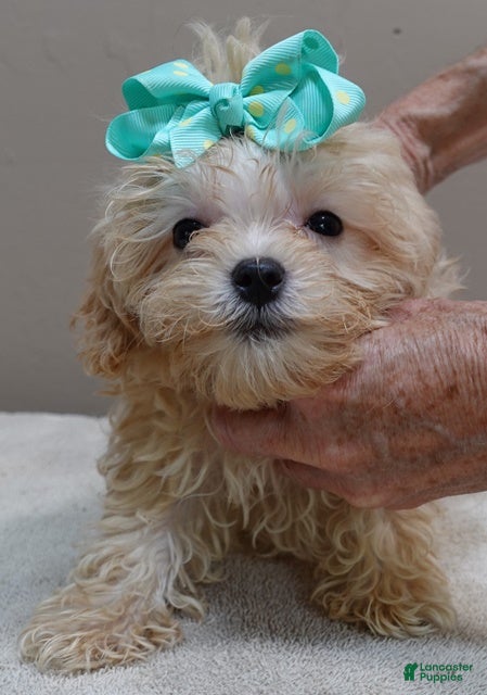 Maltipoo dogs Special needs Dex - Ad 7