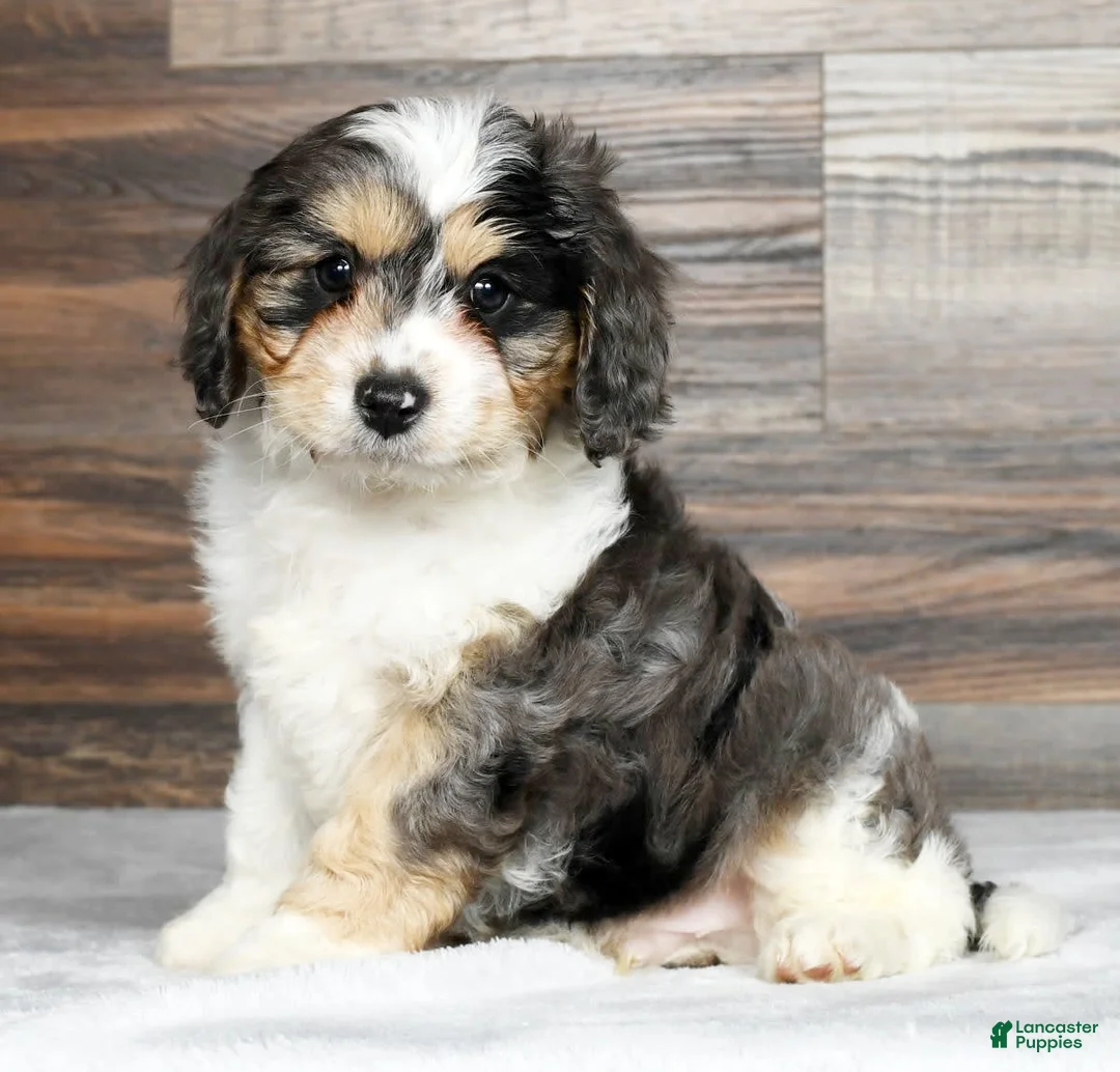 Gallery Image {{count}}