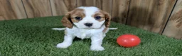Cavalier King Charles Spaniel dogs for sale: Carmella's Girl 1 - Ad 1
