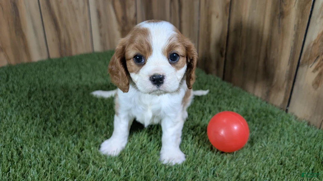 Cavalier King Charles Spaniel dogs for sale: Carmella's Girl 1 - Ad 1