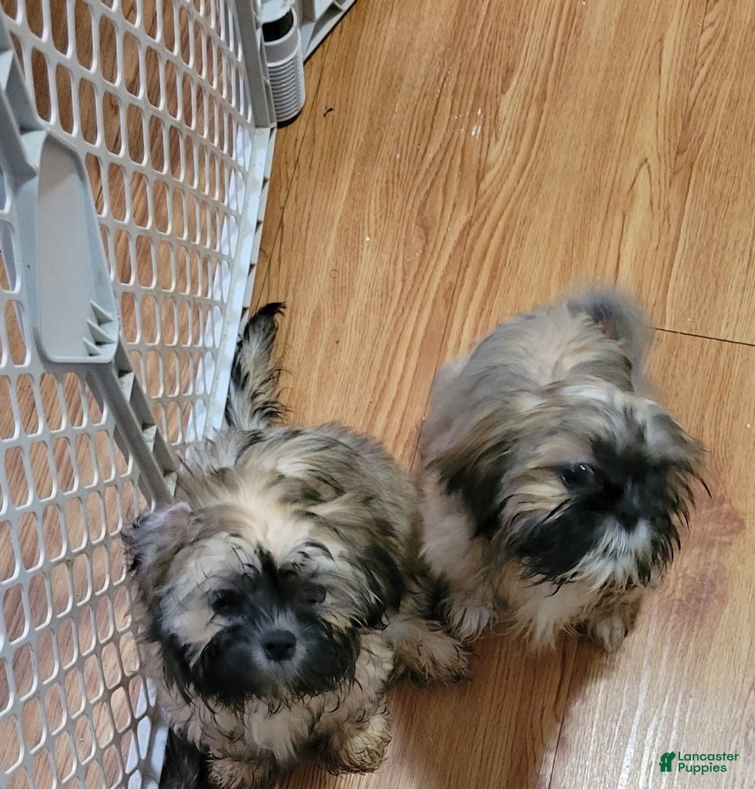 Gallery Image {{count}}