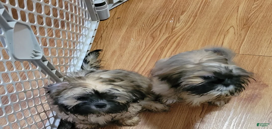 Gallery Image {{count}}