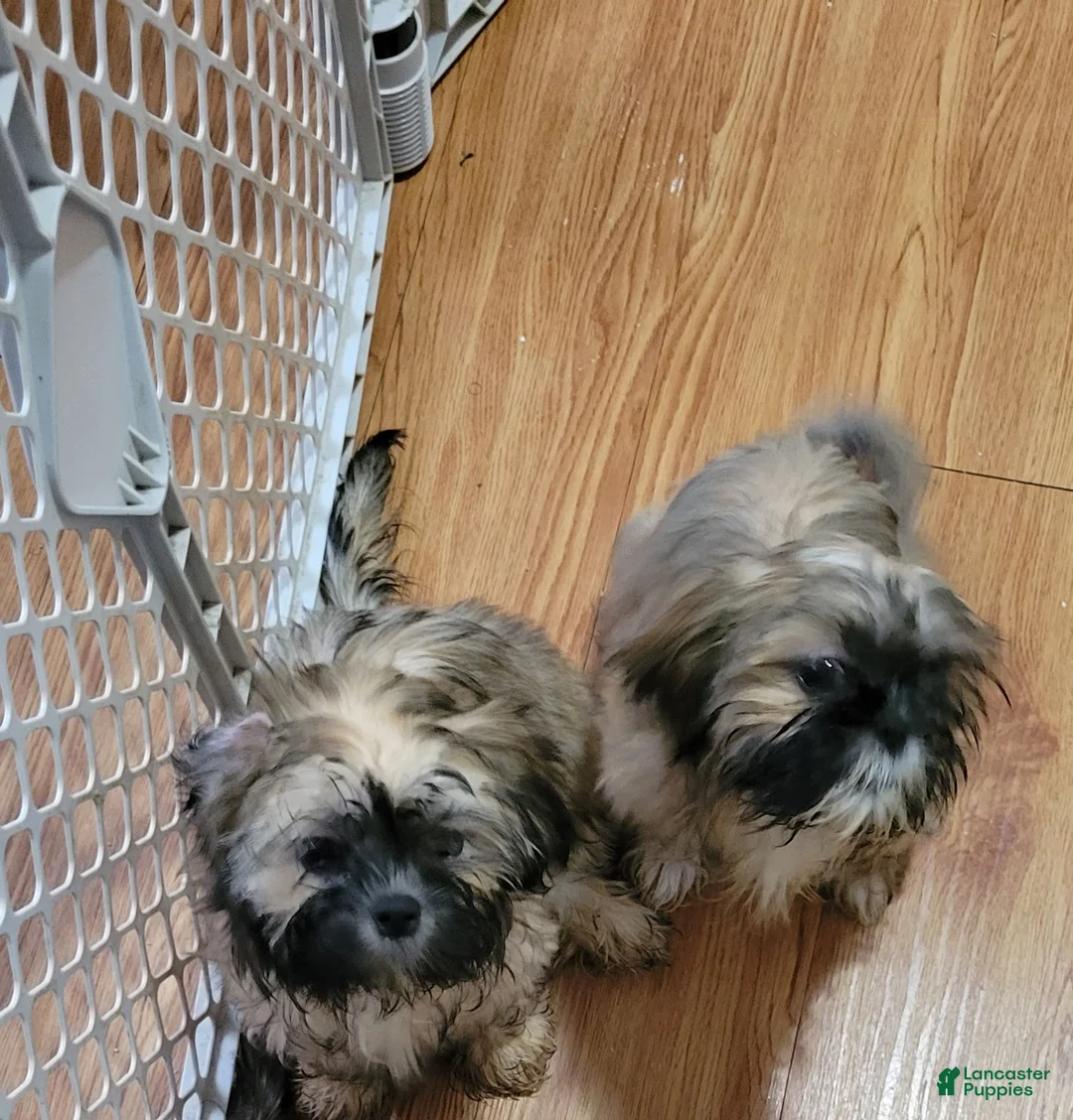 Gallery Image {{count}}