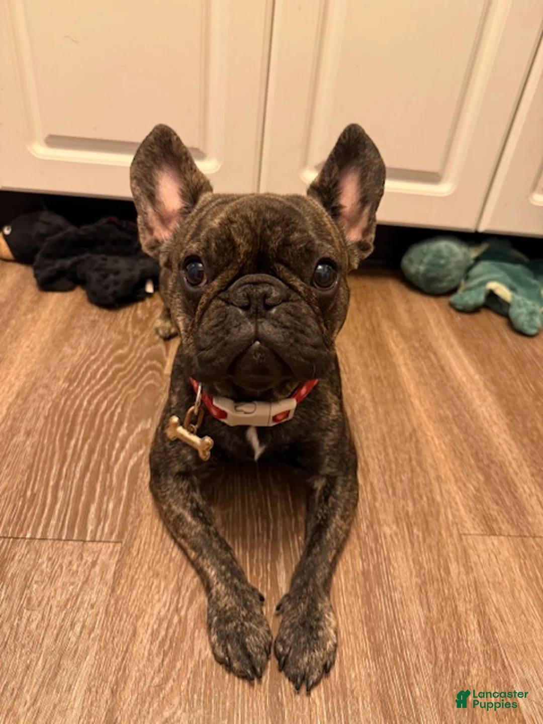 French Bulldog dogs for sale: French Bulldog Puppy 1 - Ad 1