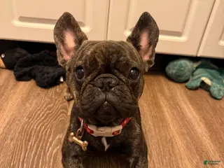 French Bulldog dogs French Bulldog Puppy 1 - Ad 8
