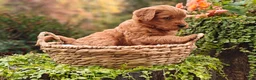 Goldendoodle dogs for sale: Chai - Ad 3