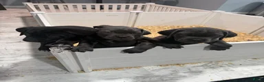 Cane Corso 3