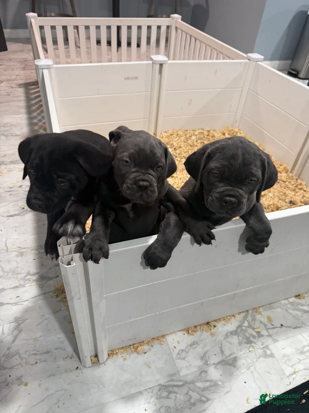 Cane Corso dogs for sale: Cane Corso 3 - Ad 1