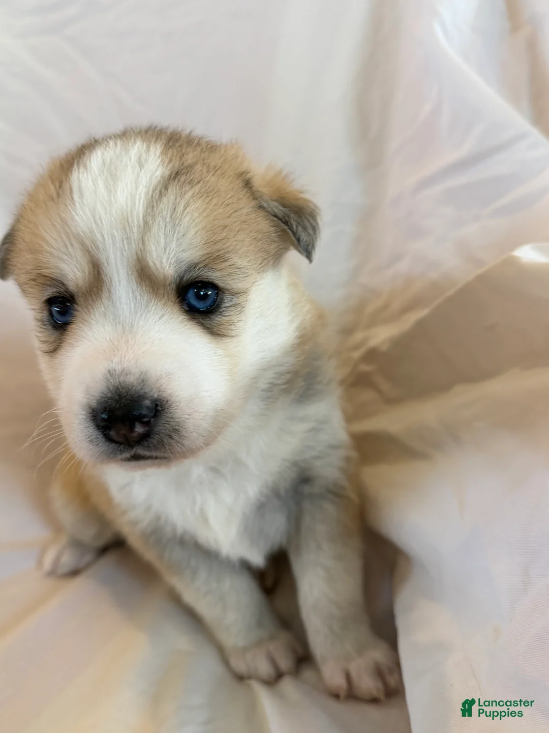 Pomsky dogs for sale: Pumpkin  - Ad 10