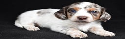 Miniature Dachshund dogs for sale: Chase  - Ad 3