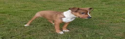 Mixed Breed dogs for sale: 1/2 Blue Heeler 1/2 Bulldog,  Nationwide delivery  - Ad 1