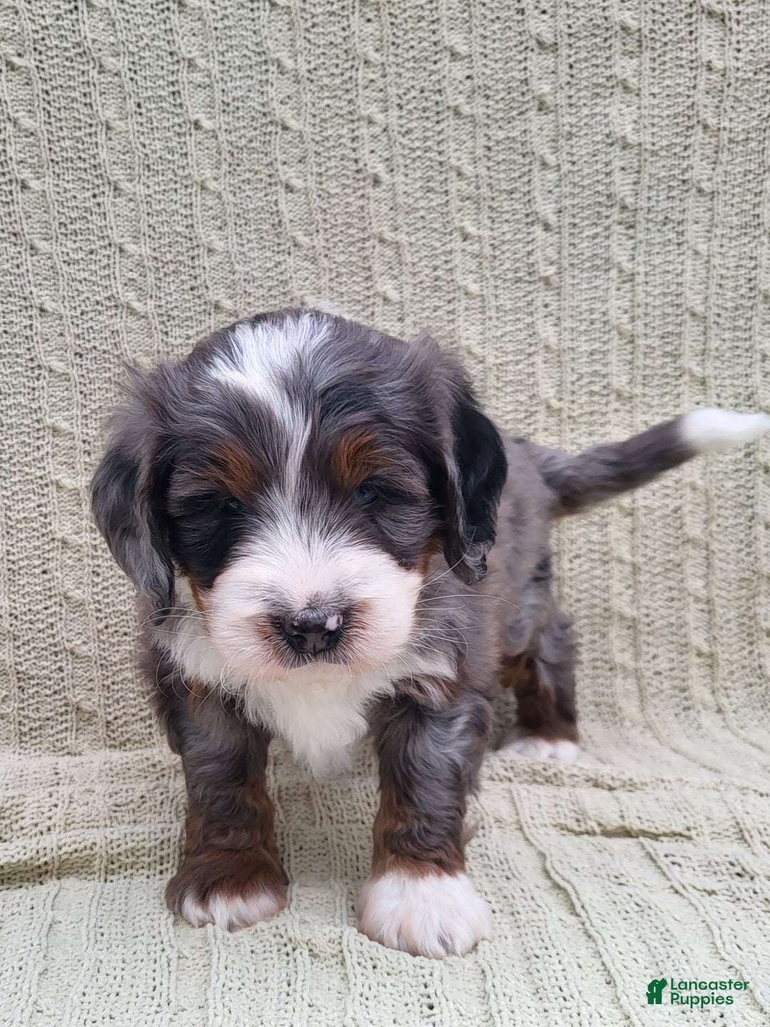 Mini Bernedoodle dogs for sale: Slate - Ad 3