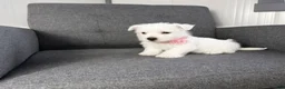 West Highland Terrier dogs for sale: Zoey - Ad 4