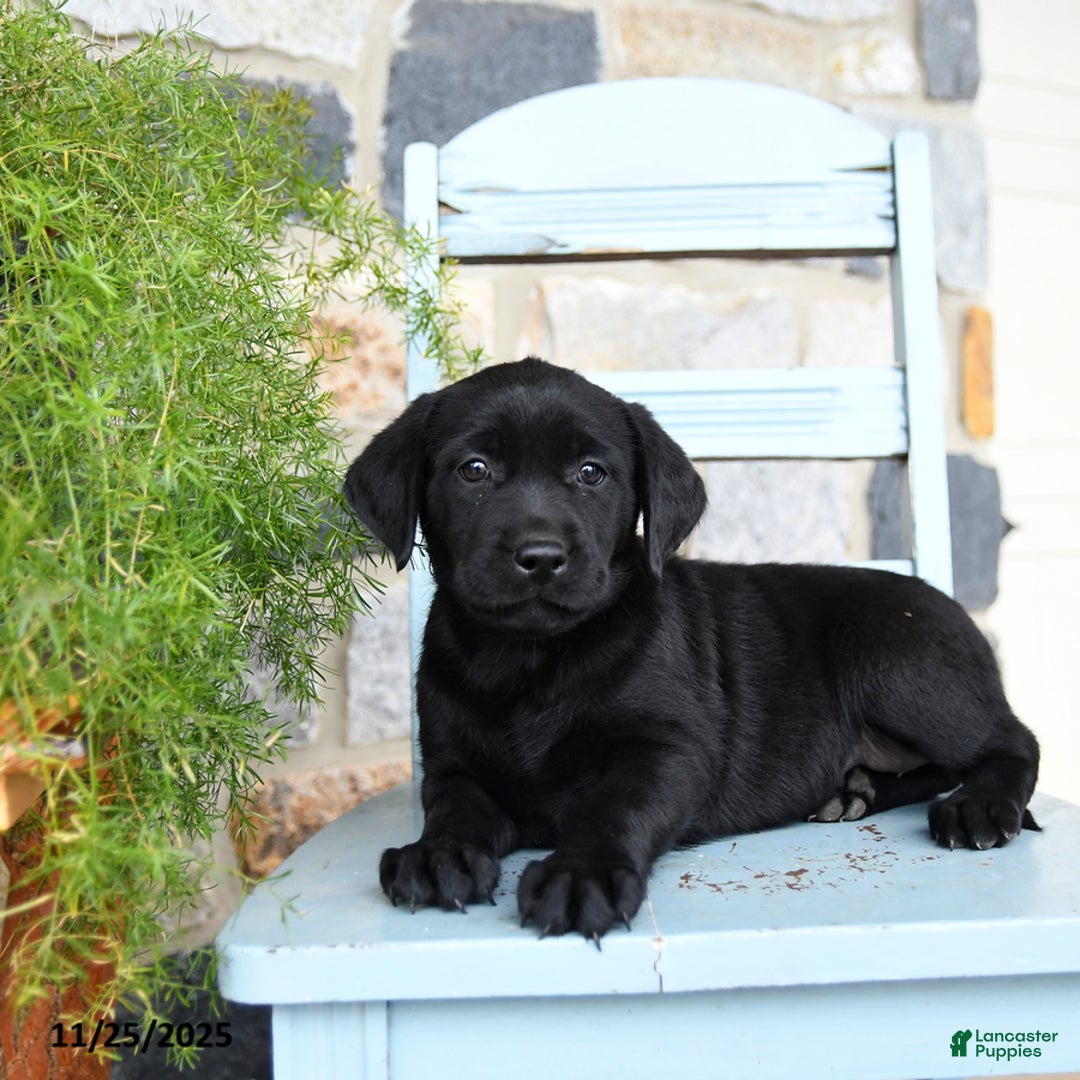Labrador Retriever dogs for sale: Coco  - Ad 3