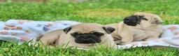 Pug dogs for sale: Ellie - Ad 11