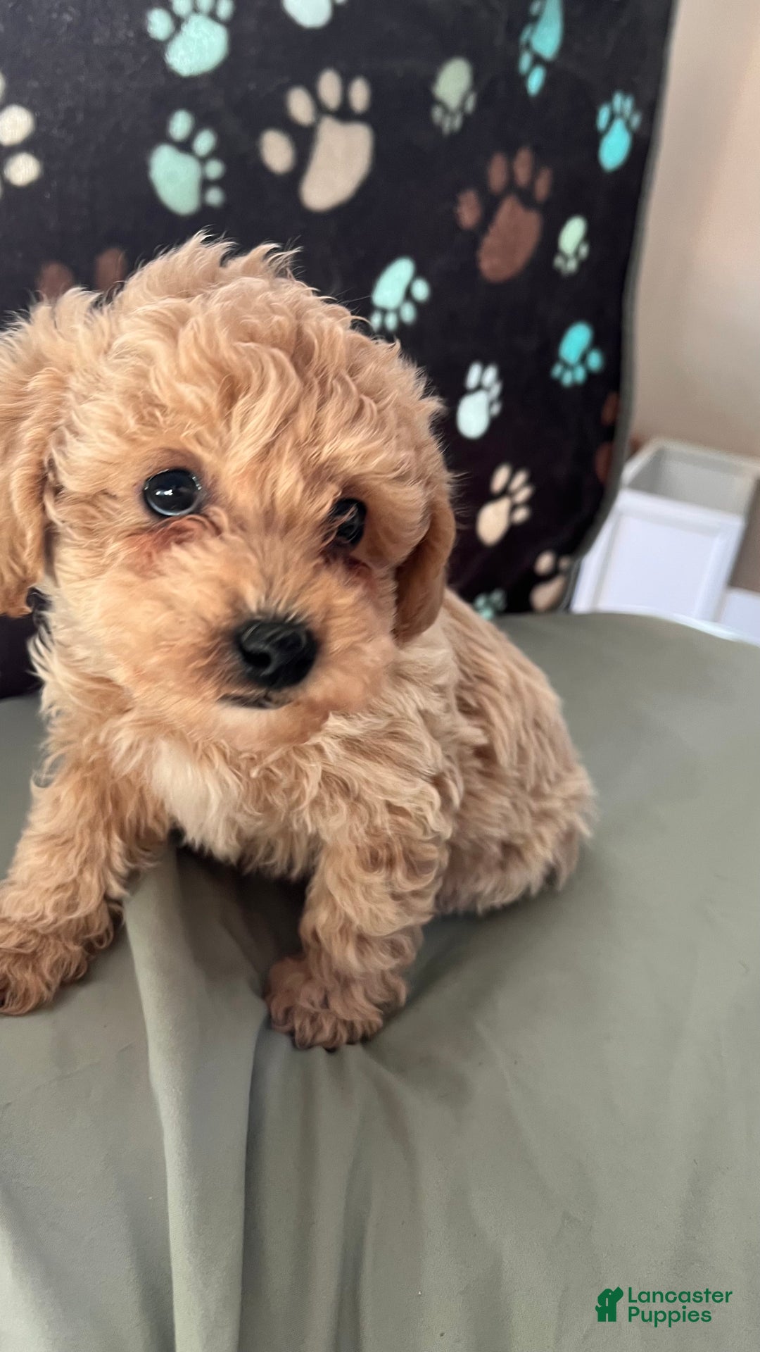 Bichpoo dogs for sale: Benji - Ad 1
