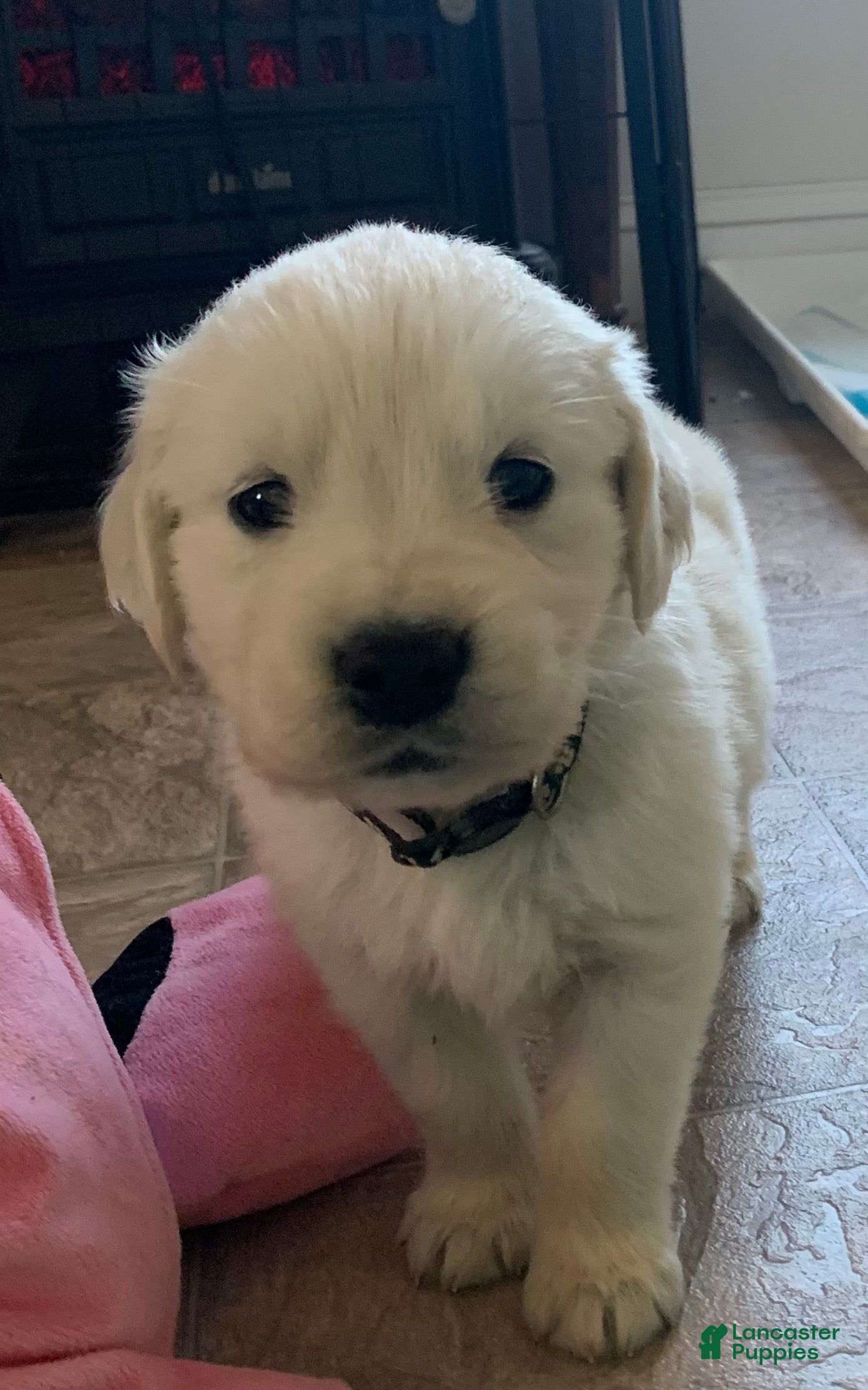 Goldador dogs Lulu - Ad 9