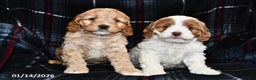 Cockapoo dogs for sale: Mason - Ad 3