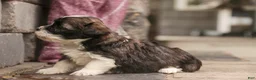 Havanese dogs for sale: Thelma Havanese Puppy  - Ad 5