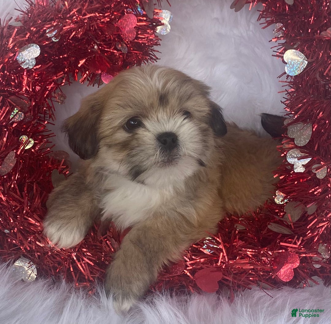 Mixed Breed dogs for sale: Diesel  - Ad 2