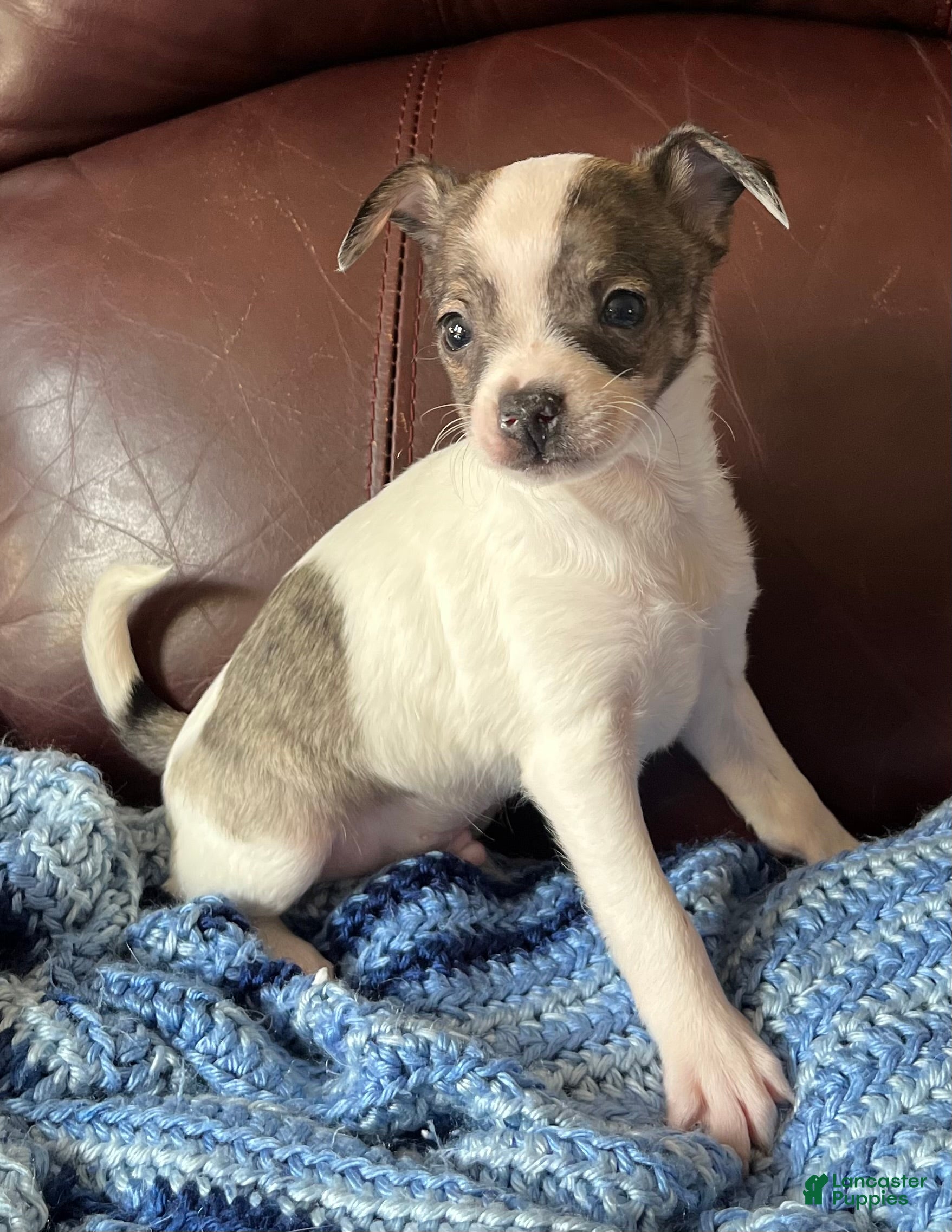 Chiweenie dogs Chiweenie 1 - Ad 2