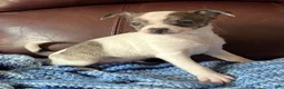 Chiweenie dogs for sale: Chiweenie 1 - Ad 2