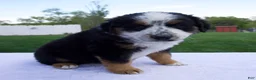 Australian Shepherd dogs for sale: Patrick - Ad 1