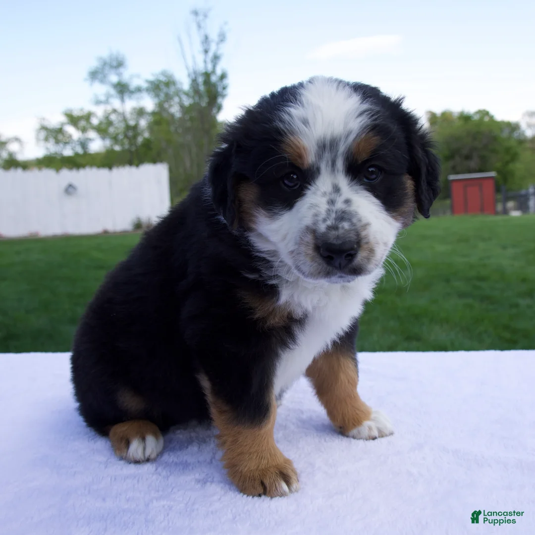Australian Shepherd dogs for sale: Patrick - Ad 1