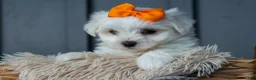 Maltese dogs for sale: PATRICK - Ad 8