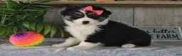 Australian Shepherd dogs for sale: Dolly - Ad 2