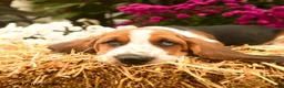 Basset Hound dogs for sale: Milo - Ad 3